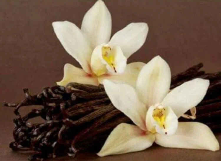 Vainilla de Papantla: cultivo, beneficio y aroma