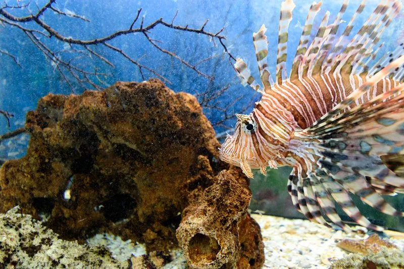 Acuario de Tecolutla