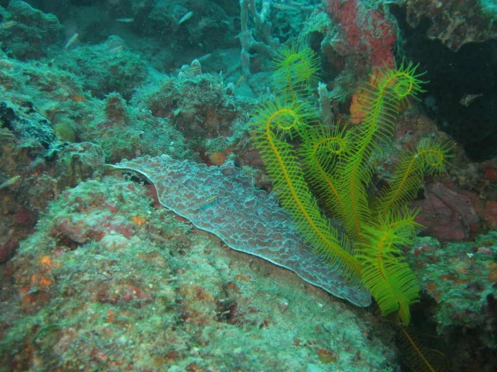 Parque Nacional Sistema Arrecifal Veracruzano