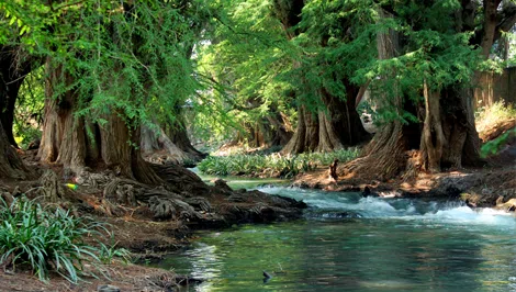 Paseo de los Ahuehuetes