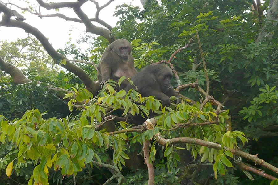 Islas con primates en la laguna de Catemaco