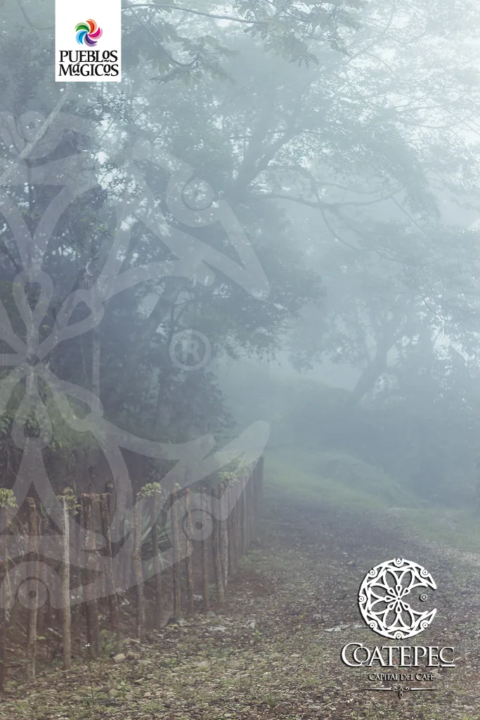 Clima y bosque de niebla de Coatepec