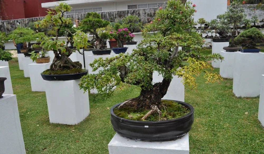 Museo Tatsugoro de Bonsái