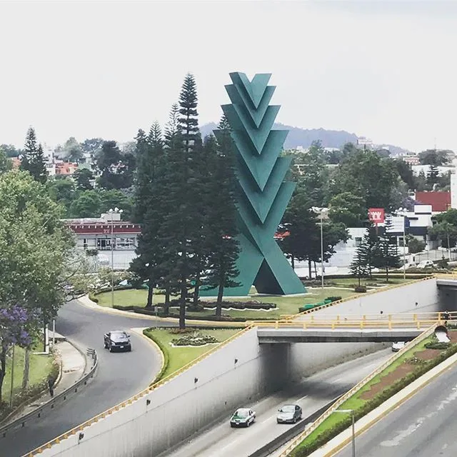 Araucarias y arbolado urbano de Xalapa