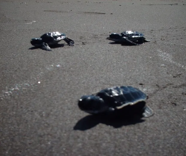 Protección de tortugas marinas en Alto Lucero