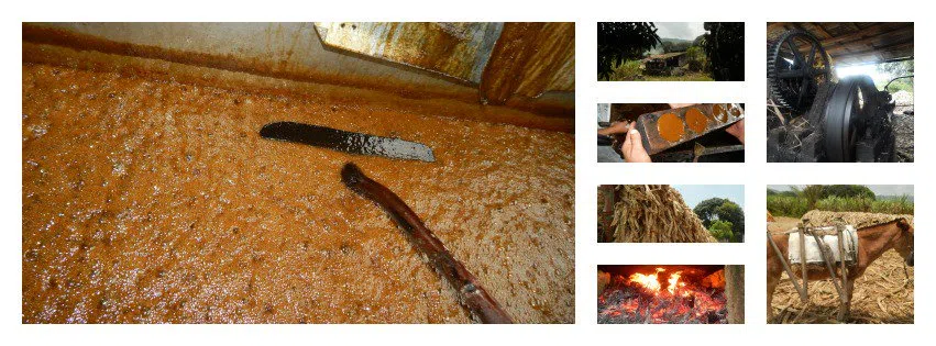Trapiche y molienda de caña en Alto Lucero