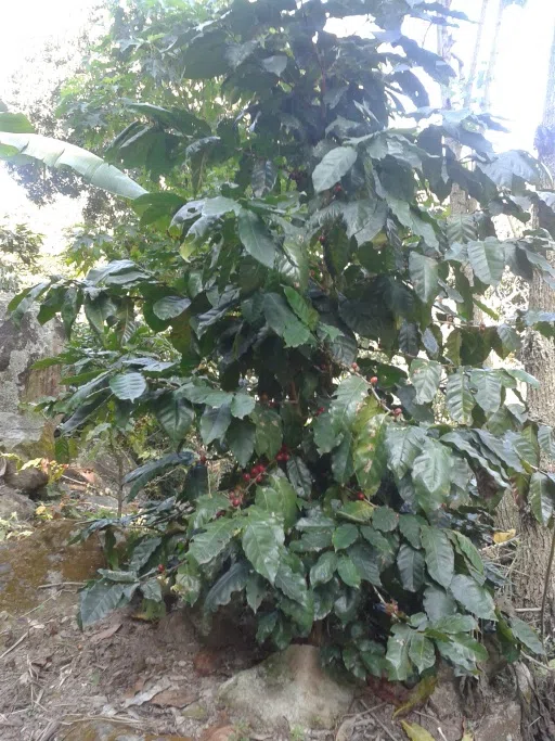Rutas de mango y café en Alto Lucero