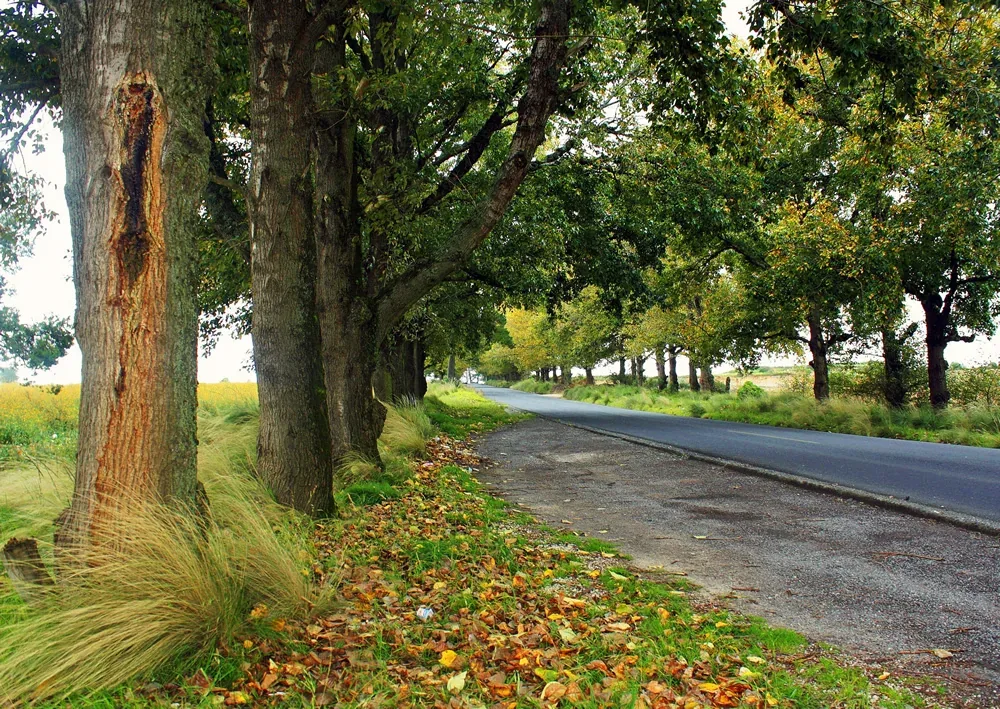 Bosques de pino y paisaje del Cofre de Perote en Villa Aldama