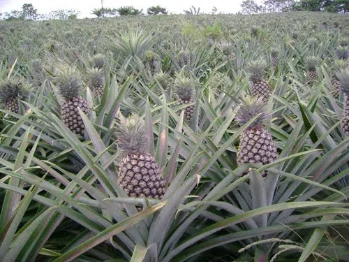 Feria de la Piña de Isla