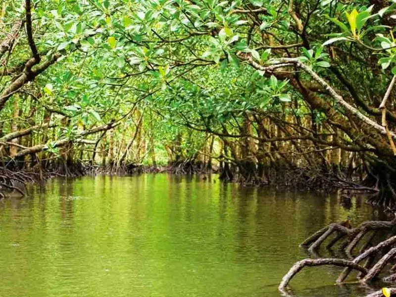Manglares de Tuxpan y Tampamachoco